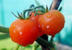 Jak pěstovat rajčata ve vyvýšeném záhonu