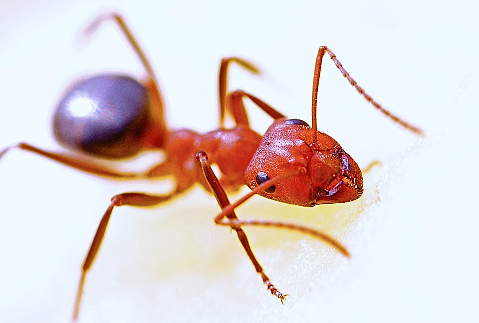 Jak na hubení mravenců?