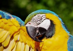 Jaké papoušky chováme nejčastěji a co potřebují?