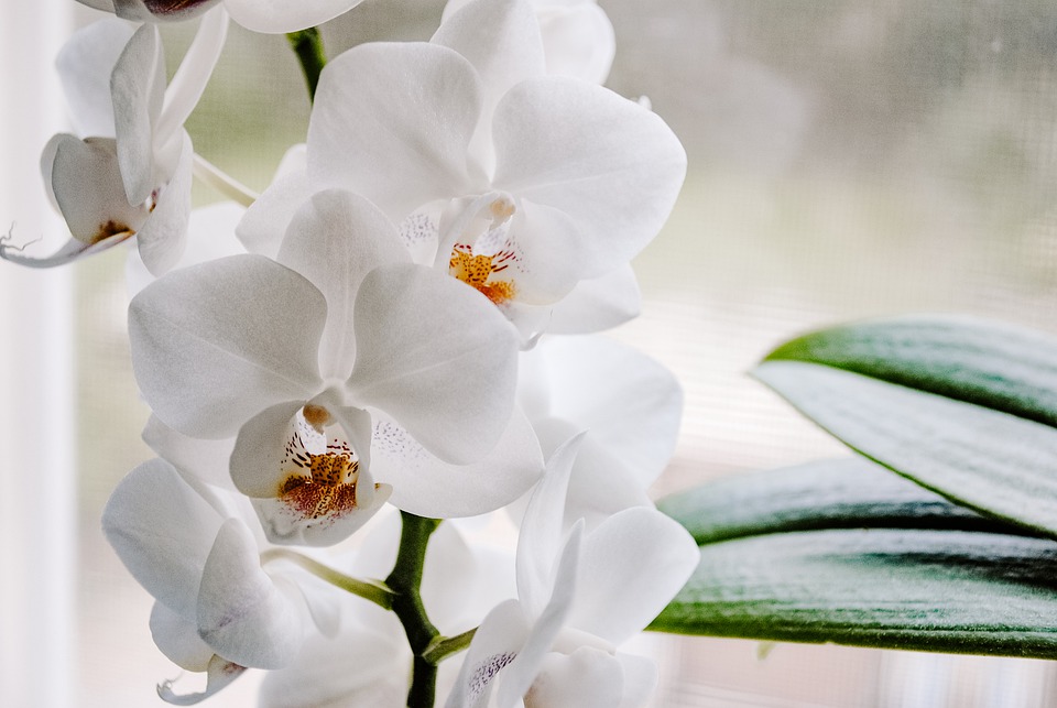 V jakých místnostech domu raději nepěstovat orchideje?