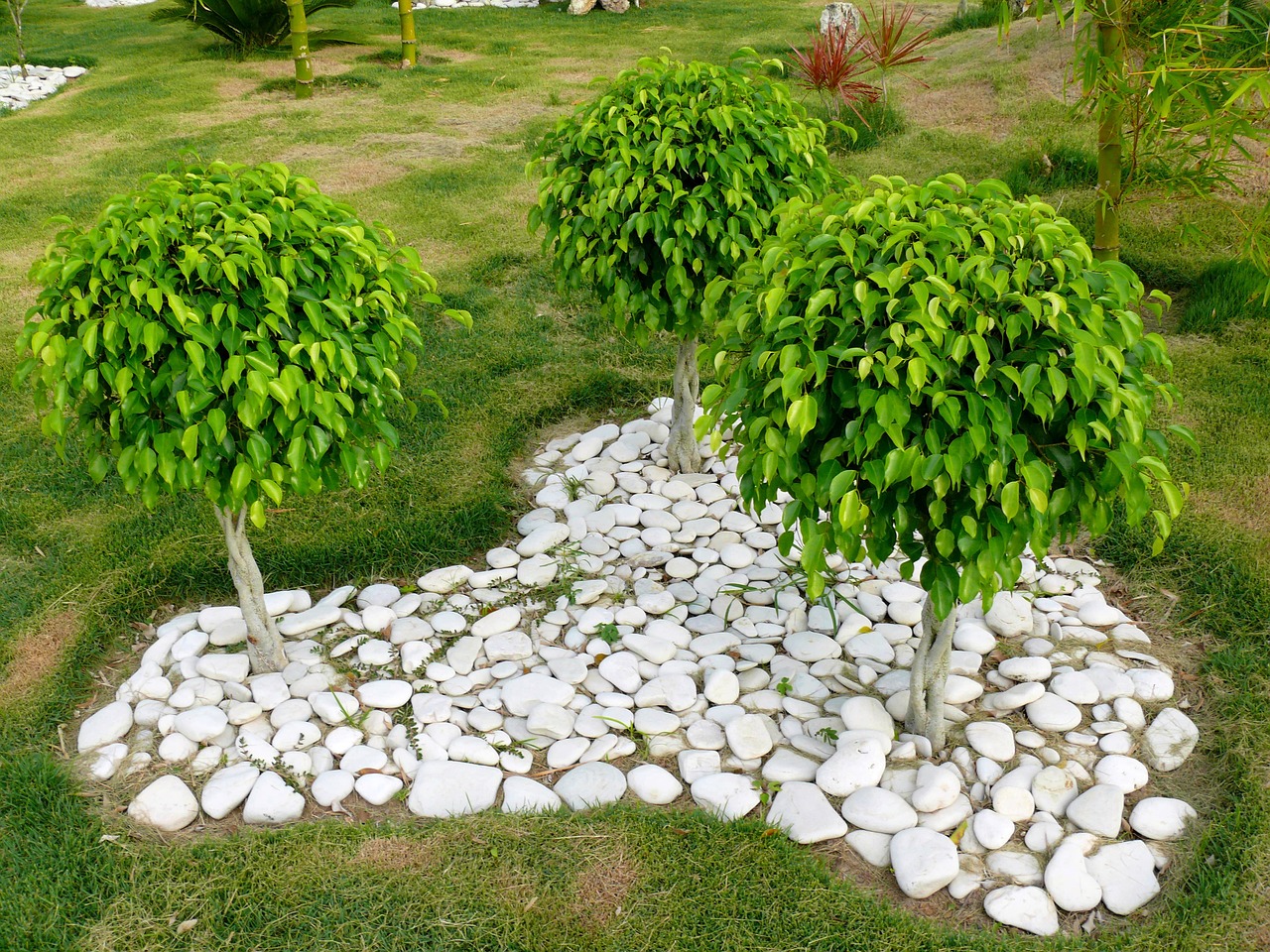 jak pěstovat ficus benjamina