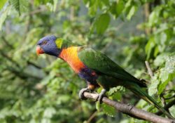 Evropské ráje papoušků: kam vyrazit za exotickým ptactvem