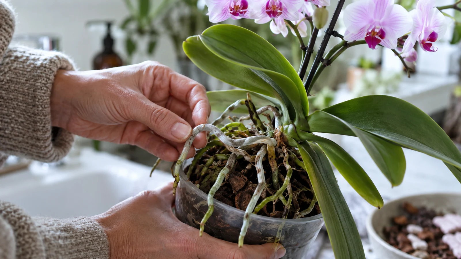 Realistická ilustrační scéna k tématu: Vzdušné kořeny Phalaenopsis: kdy je nechat a kdy zasáhnout