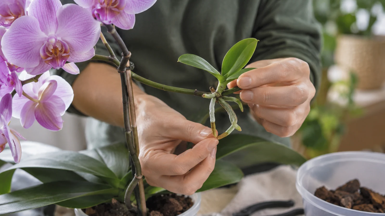 Realistická ilustrační scéna k tématu: Phalaenopsis má na stonku keiki: kdy odnož oddělit